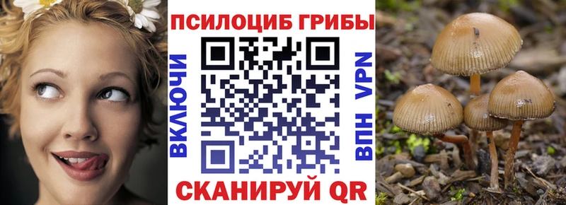 где купить   Циолковский  Галлюциногенные грибы MAGIC MUSHROOMS 